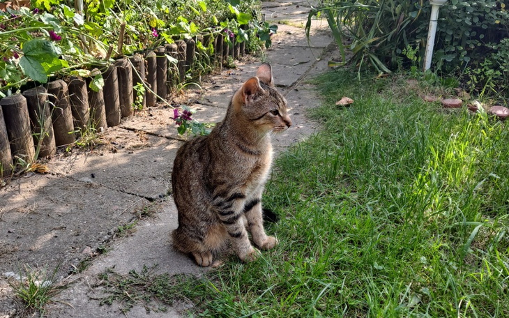 Kot siedzący na ścieżce w ogrodzie, otoczony zielenią.