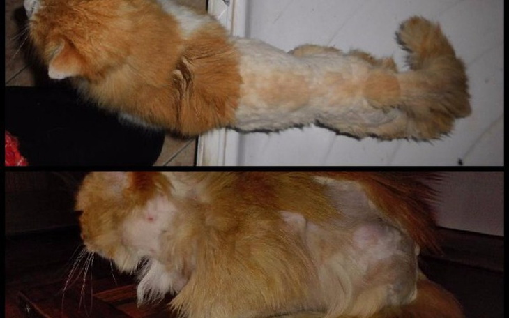 Zbiórka Leczenie dla Harry'ego i Bazyla! - zdjęcie główne