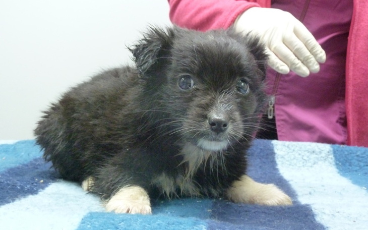 Zbiórka 20 szczeniąt potrzebuje pomocy - zdjęcie główne