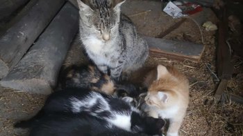 Zbiórka Kotki z szopki proszą o pomoc - miniaturka zdjęcia