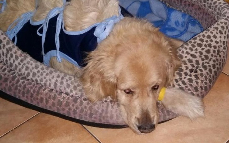 Zbiórka NA leczenie dla  SZELCI - zdjęcie główne