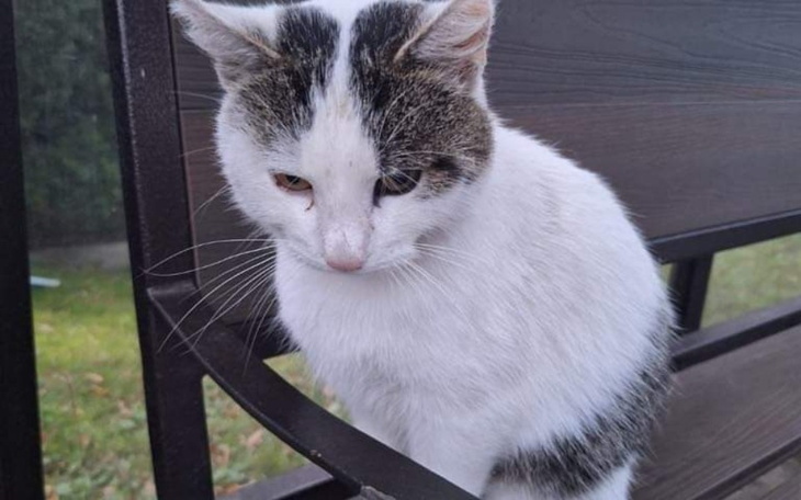 Zbiórka Dla kolejnego kitku na domek - zdjęcie główne