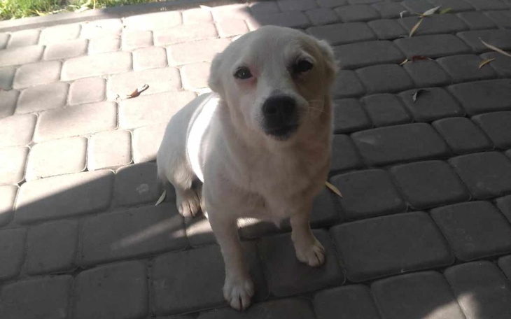 Zbiórka Transport dla suni - zdjęcie główne