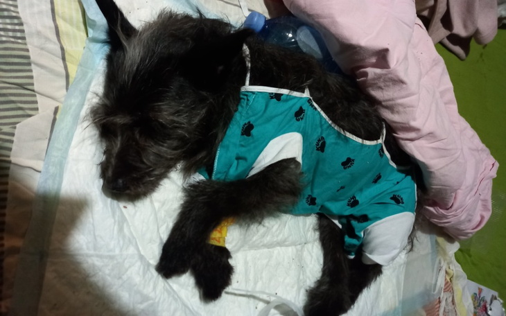 Zbiórka Operacja Perełki - zdjęcie główne