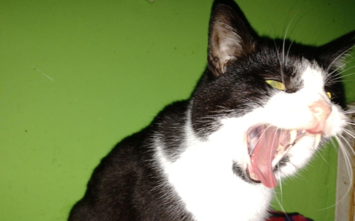 Kot z otwartą paszczą, na zielonym tle.