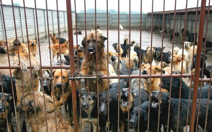 Zbiórka Na schronisko0 - zdjęcie główne