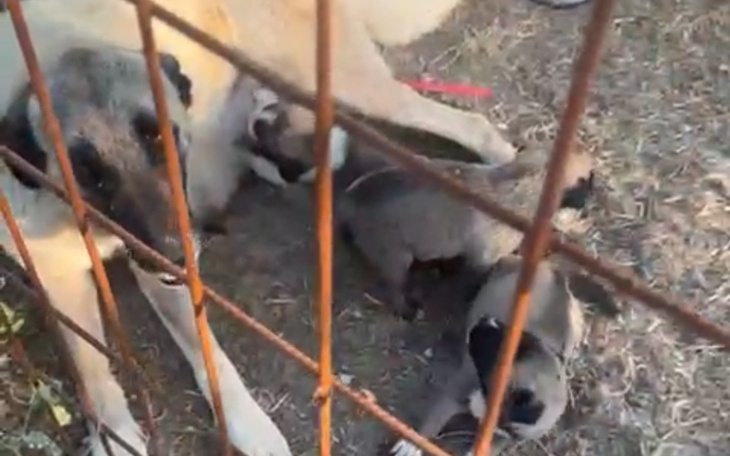 Psy bawiące się w klatce, z widoczną matką i szczeniętami.