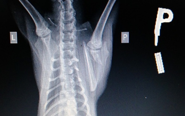 Zbiórka Operacja łopatki Jackiego - zdjęcie główne