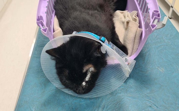 Kot w transporterze, z kołnierzem ochronnym.