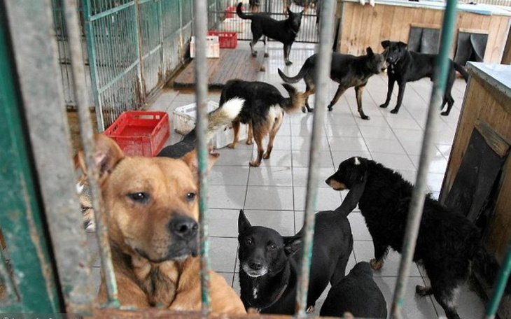 Zbiórka Dla tych w schroniskach - zdjęcie główne