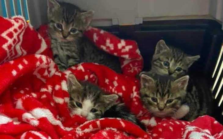 Cztery kocięta w ciepłym kocyku.
