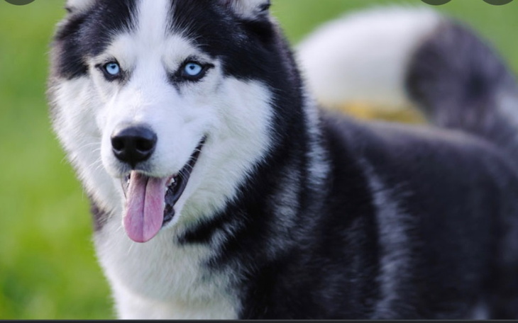 Zbiórka zbieram na siberian husky - zdjęcie główne