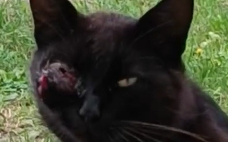 Zbiórka Leczenie kotka Nyguska - zdjęcie główne