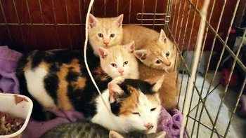 Zbiórka Chore i zmarznięte... - miniaturka zdjęcia