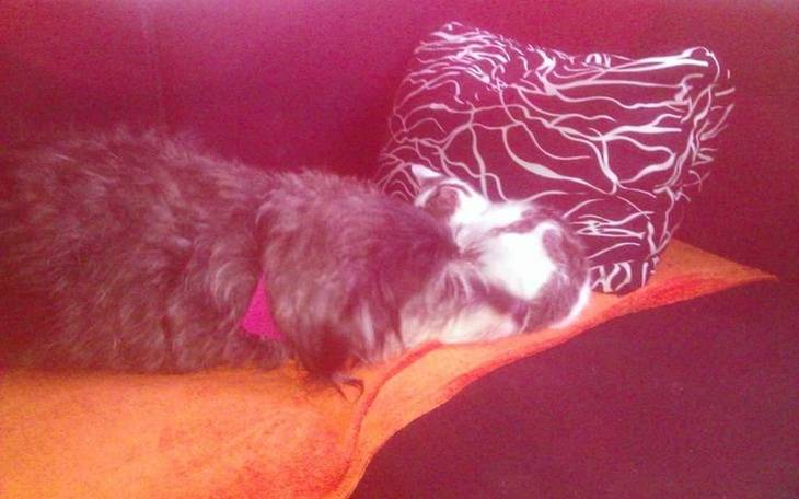 Zbiórka Operacja ratujaca zycie naszej s - zdjęcie główne