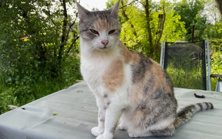 Zbiórka Na diagnoze i leczenie Czuni. - zdjęcie główne