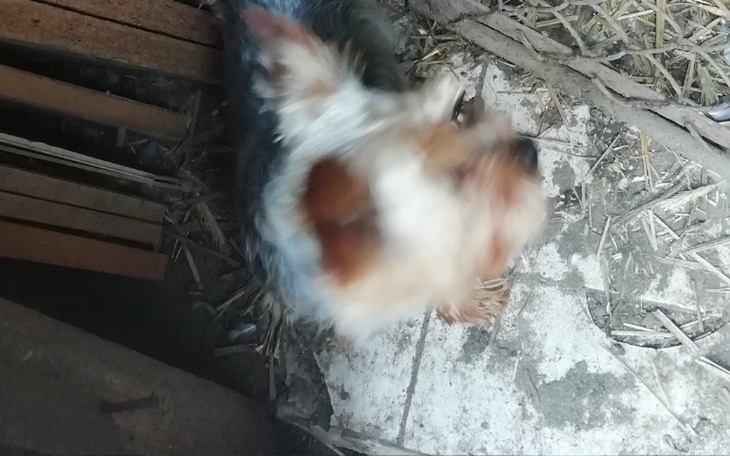 Zbiórka Pomoc dla Rokusia - zdjęcie główne