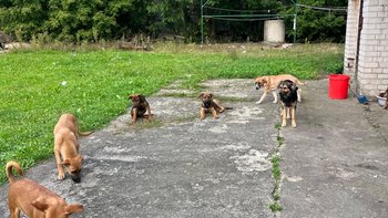 Zbiórka Kawałek ogrodzenia i dwie budy dla bezdomniakow - miniaturka zdjęcia