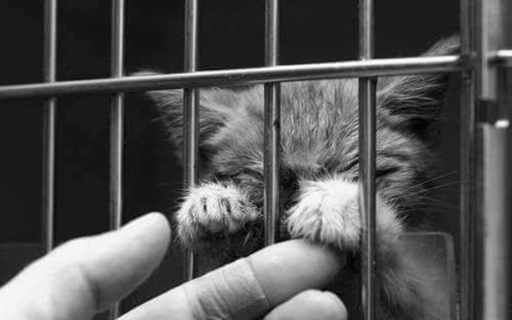 Zbiórka Karma dla bezdomnych kotów - zdjęcie główne