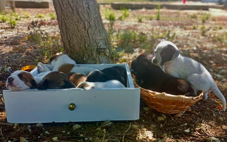 Słodkie szczenięta śpiące w koszyku i pudełku, pełne uroku.