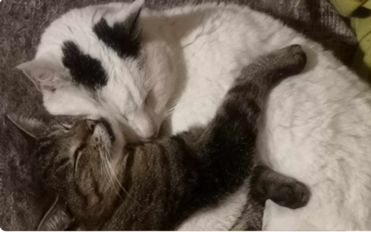 Dwa koty śpiące razem, przytulone do siebie.