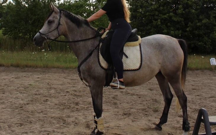 Zbiórka Operacja konia Trufli - zdjęcie główne