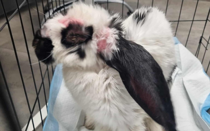 Królika z długimi uszami w klatce.