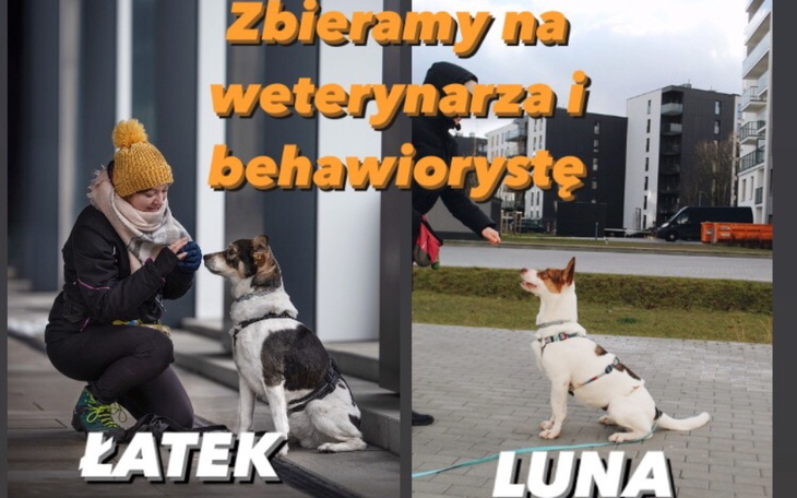 Zbiórka Na weterynarza i behawiorystę - zdjęcie główne