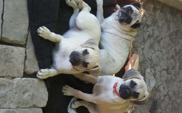 Zbiórka HelpIn Yan - zdjęcie główne