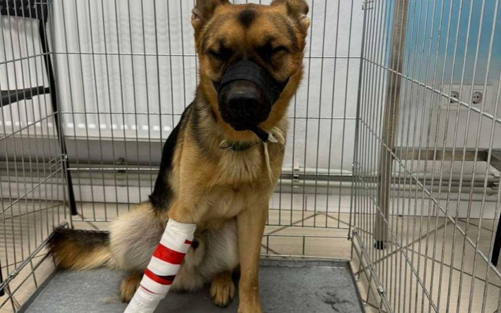 Zbiórka Na ratunek Dika - zdjęcie główne