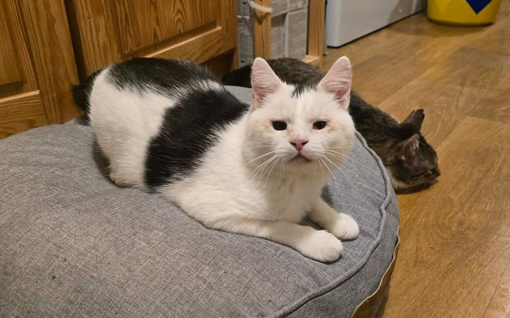 Biały kot z czarnymi łatami, leży na poduszce.