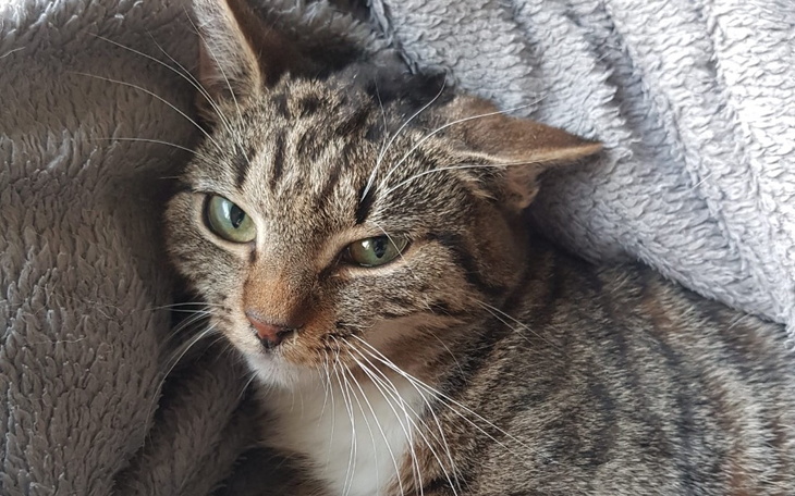 Kot leżący na kocu, z wyrazem twarzy pełnym spokoju.