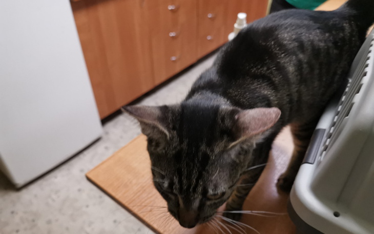 Zbiórka Victrix, profil FIP, badanie - zdjęcie główne