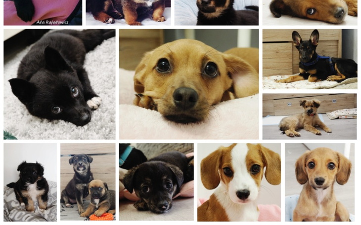 Zbiórka Wieś Wariatów- miejsce dla psow - zdjęcie główne