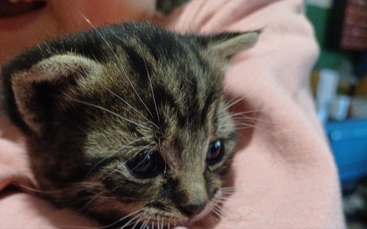 Zbiórka Zbiórka dla Neli - zdjęcie główne