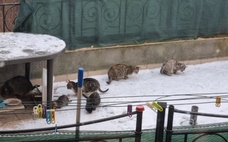 Zbiórka Leczenie kociej rodzinki - zdjęcie główne