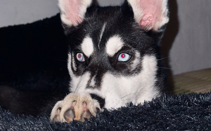 Zbiórka Pilna operacja Arii - zdjęcie główne