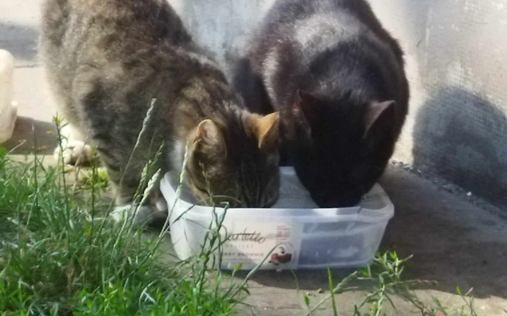 Dwa koty jedzą z pojemnika na trawie.