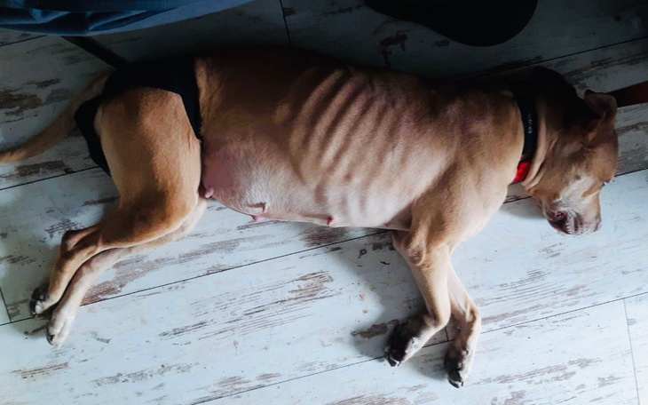 Pies leżący na podłodze, wyglądający na zmęczonego.