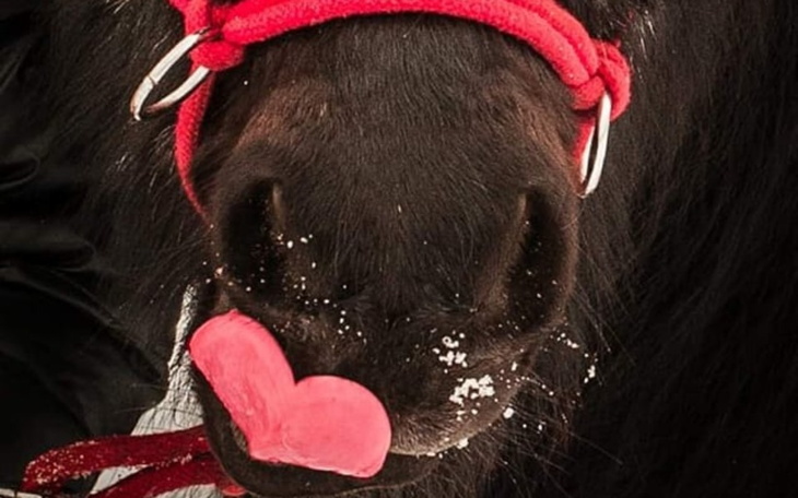 Koń z sercem z lodów na nosie.