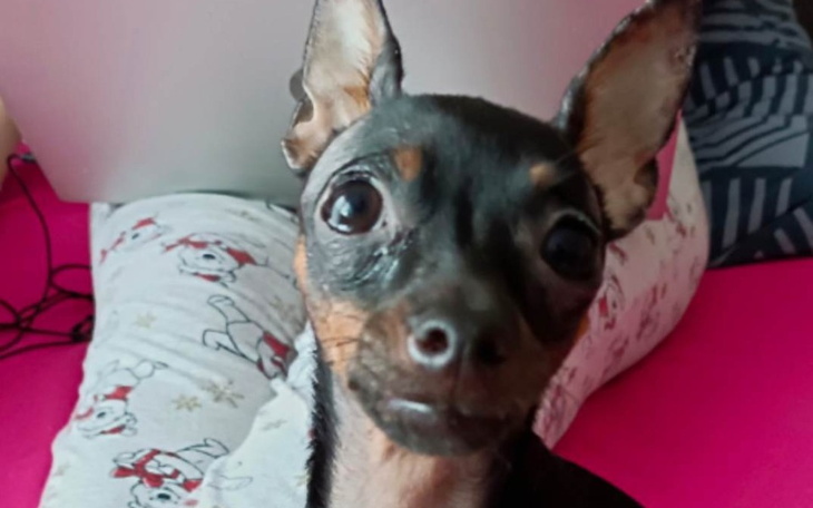 Zbiórka Sterylizacja Psa Miśki - zdjęcie główne