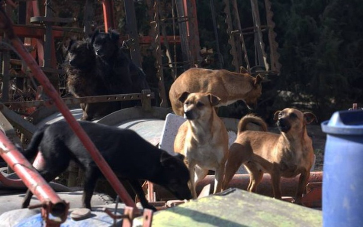 Zbiórka "Rozmnażalnia" psów w Zbytkowie - zdjęcie główne