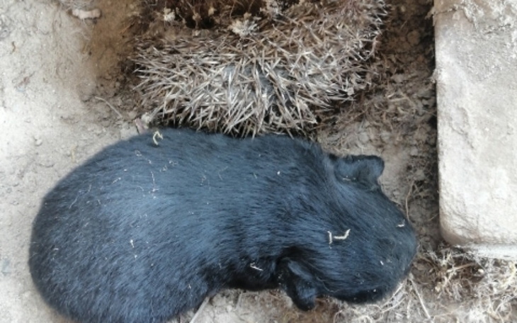 Zbiórka Z głodu jadly padle jeże - zdjęcie główne