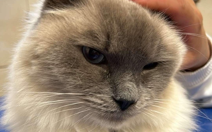 Zbiórka Leczenie chorego Harego - zdjęcie główne