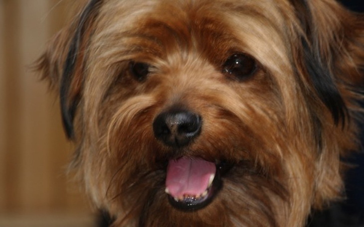 Zbiórka Uratujmy Spikusia - zdjęcie główne