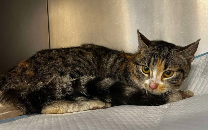 Kot leżący na łóżku, z wyrazem niepokoju.