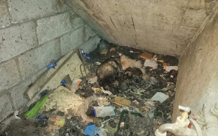 Zbiórka Zagłodzone suczki i szczeniaki - zdjęcie główne