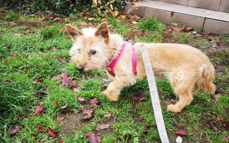 Zbiórka Dług w lecznicy pozostał,pomocy - zdjęcie główne