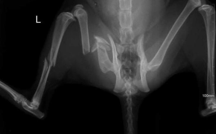 Zbiórka Kocie tragedie - zdjęcie główne