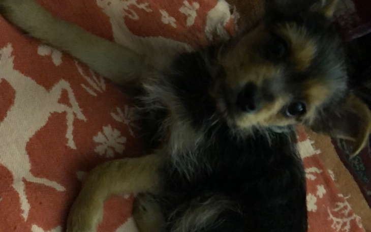 Zbiórka zabieg złamanej łapki i leczenie - zdjęcie główne